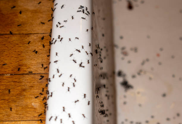 Best Emergency Pest Control  in Glen Carbon, IL