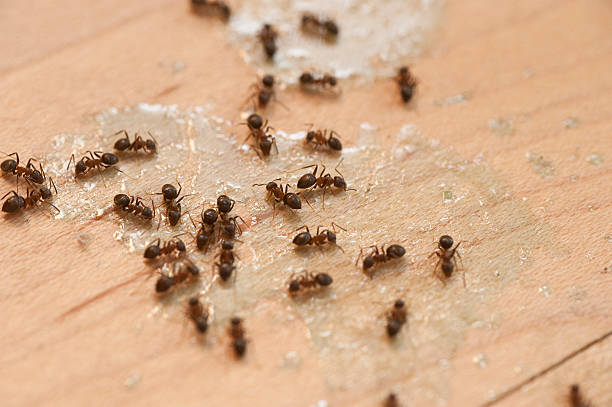 Best Pest Removal Services  in Glen Carbon, IL