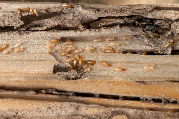 Best Ant Control Services  in Glen Carbon, IL